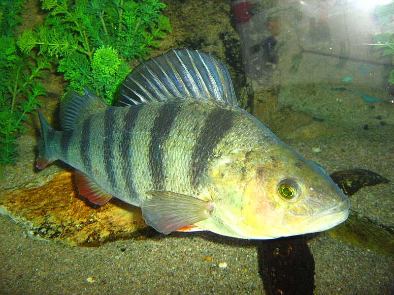 Csapósügér