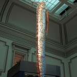 Szíjhal (tengeri kígyó) a washingtoni Természettudományi Múzeumban