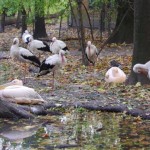 Vadaspark Szeged