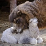 Debrecenben tevecsikó született