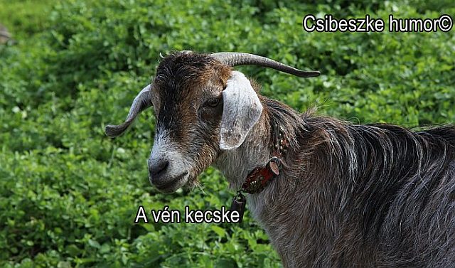 Vén kecske - a Csibészke magazin vicces oldala