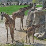 Zsiráfok az állatkertben