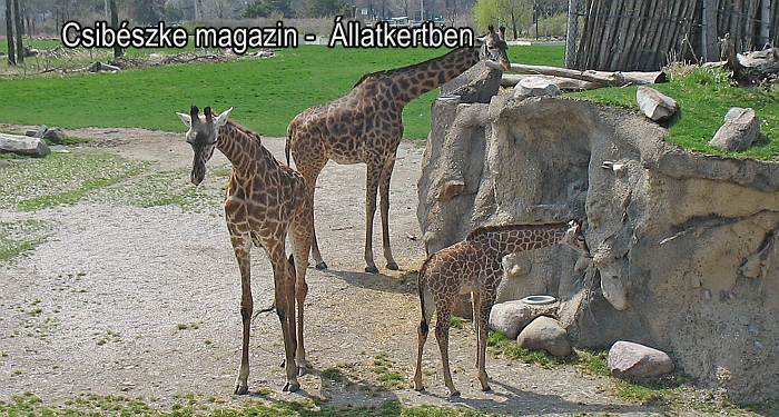 Zsiráfok az állatkertben