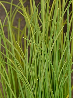 Metélőhagyma (snidling) Metélőhagyma (snidling)