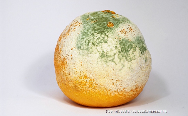 Penészes narancs - gyógyító hatással bír a penész? Kiderül a cikkből!