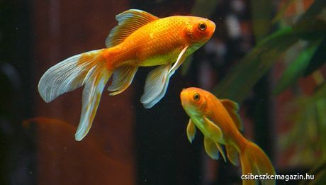 Aranyhalak