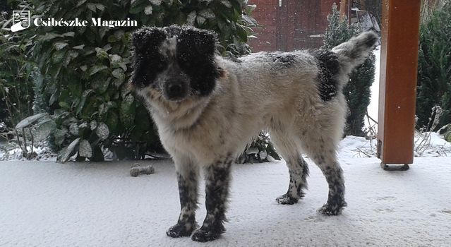 Kutyatartás - Foltos havas