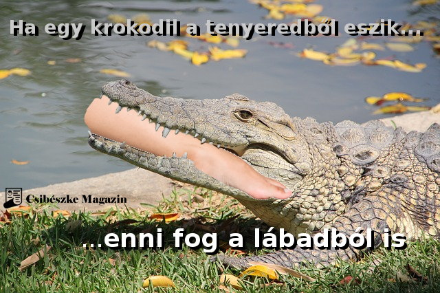 Ha a krokodil a tenyeredből eszik...