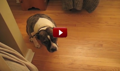 Kutya szétcincálta a karácsonyfát - videó